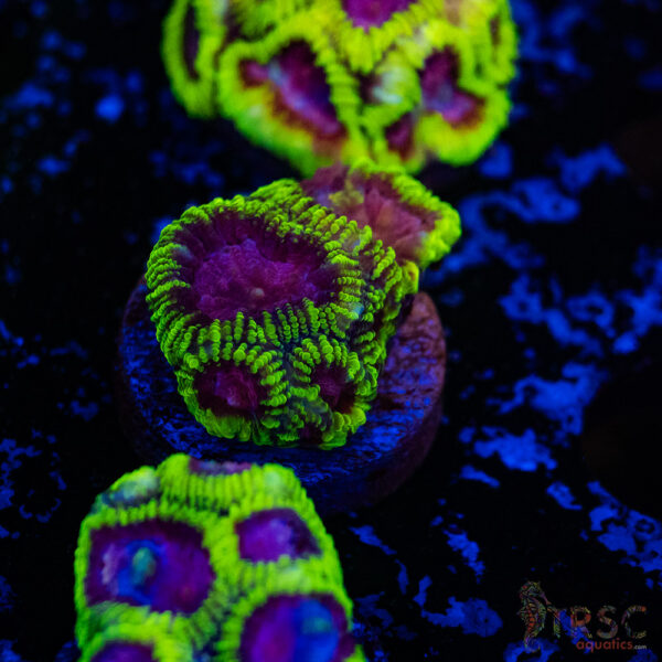 Space Monkey Favia C12