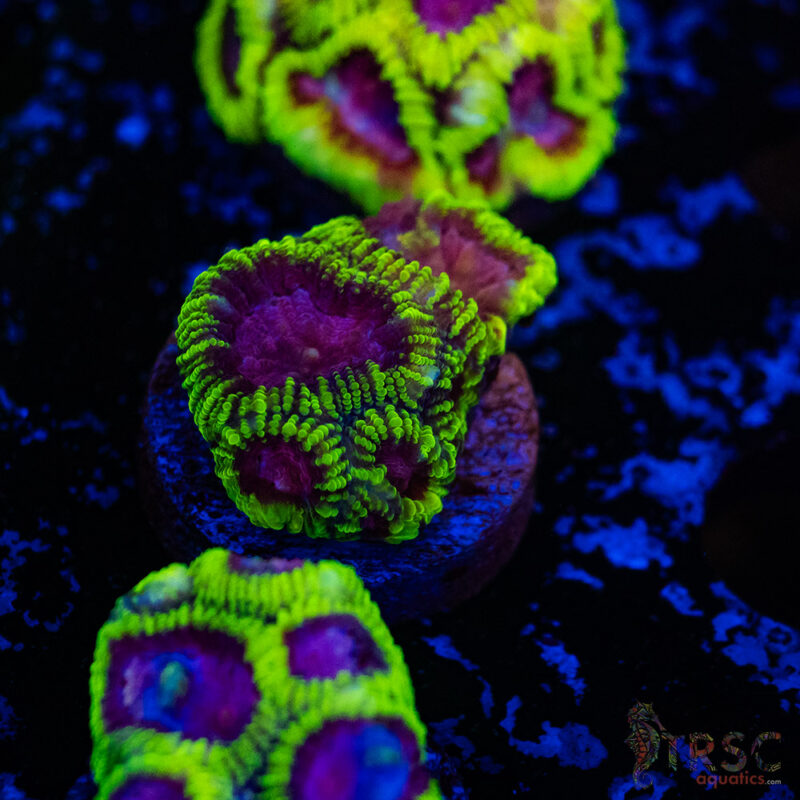 TRSC Aquatics