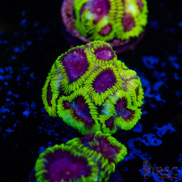 Space Monkey Favia C13