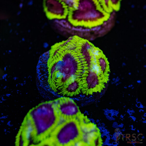 Space Monkey Favia C14