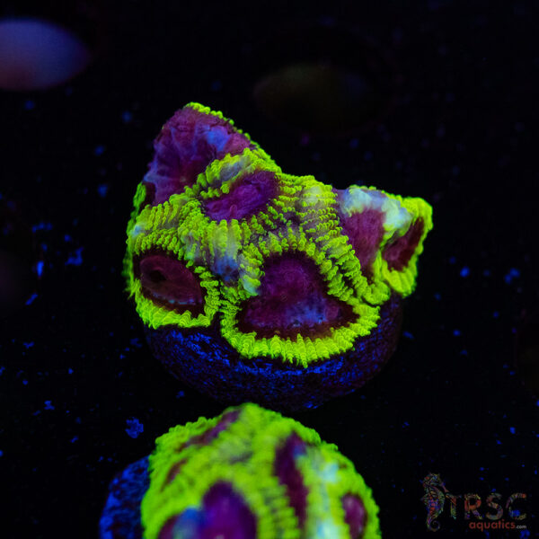 Space Monkey Favia C15