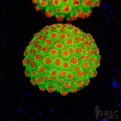 Meteor Shower Cyphastrea D01