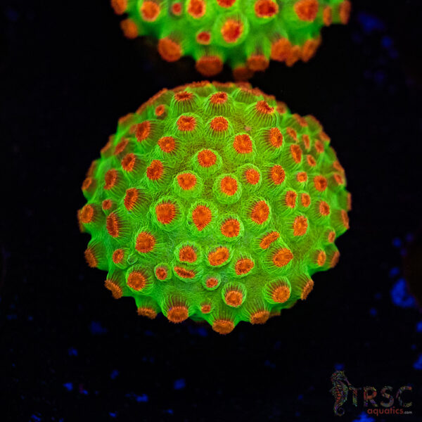 Meteor Shower Cyphastrea D01