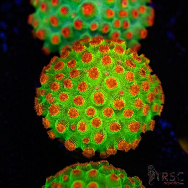 Meteor Shower Cyphastrea D02