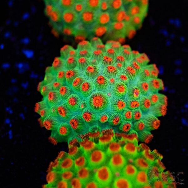 Meteor Shower Cyphastrea D03