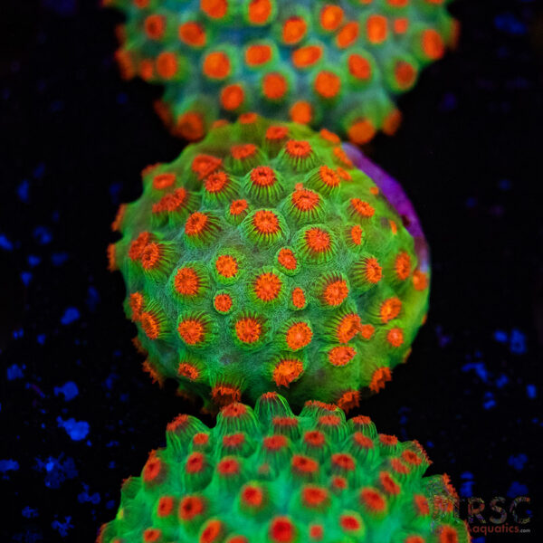 Meteor Shower Cyphastrea D04