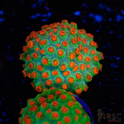 Meteor Shower Cyphastrea D05