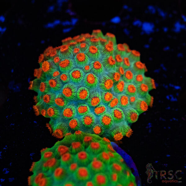 Meteor Shower Cyphastrea D05