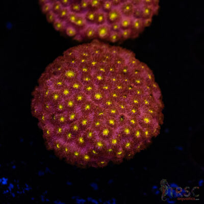 Bling Bling Cyphastrea D06