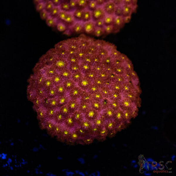 Bling Bling Cyphastrea D06