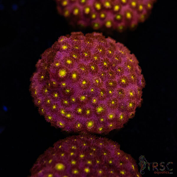 Bling Bling Cyphastrea D07