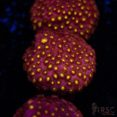 Bling Bling Cyphastrea D08