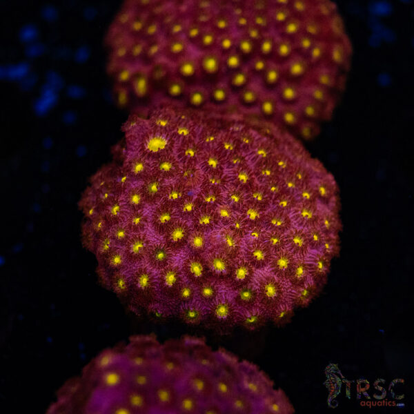Bling Bling Cyphastrea D08