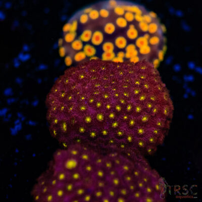 Bling Bling Cyphastrea D09