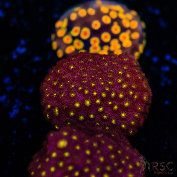 Bling Bling Cyphastrea D09