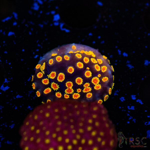 Skittles Bomb Cyphastrea D10
