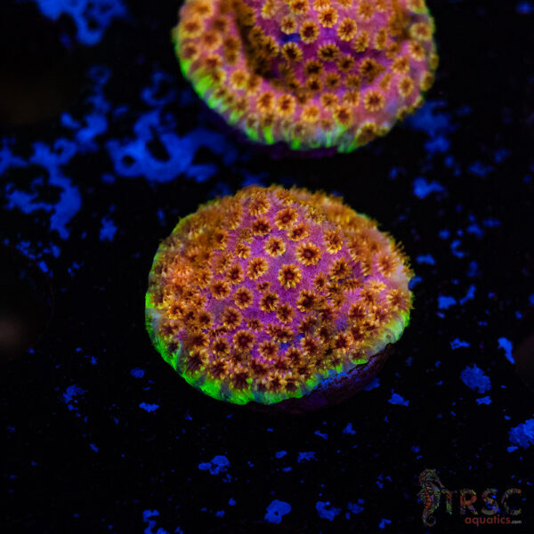 Skittles Bomb Cyphastrea D11