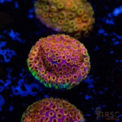 Pot of Gold Grafted Cyphastrea D12