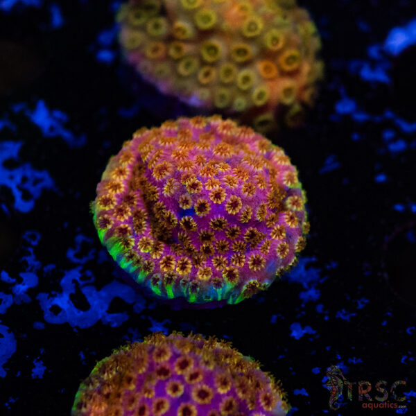 Pot of Gold Grafted Cyphastrea D12