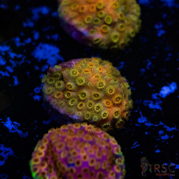 Pot of Gold Grafted Cyphastrea D13
