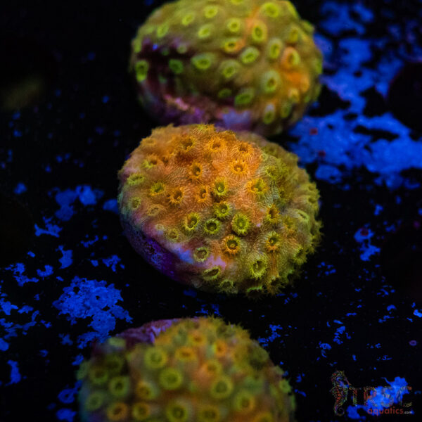 Pot of Gold Grafted Cyphastrea D14