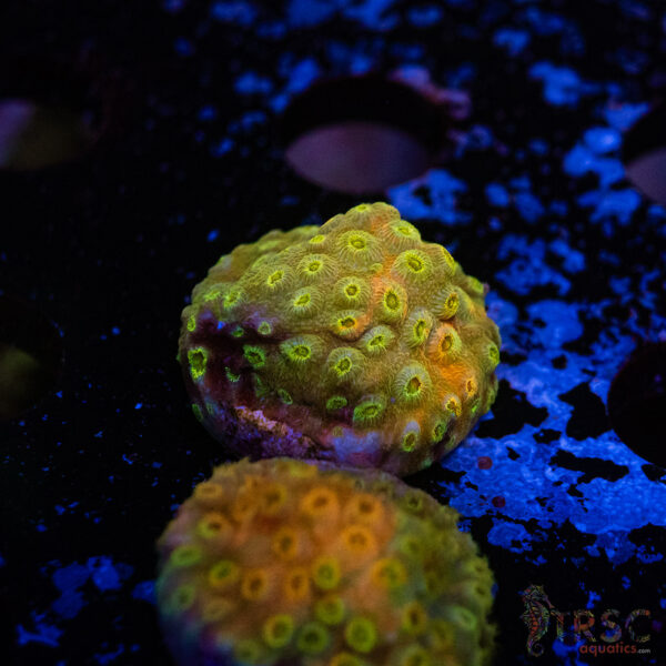 Pot of Gold Grafted Cyphastrea D15