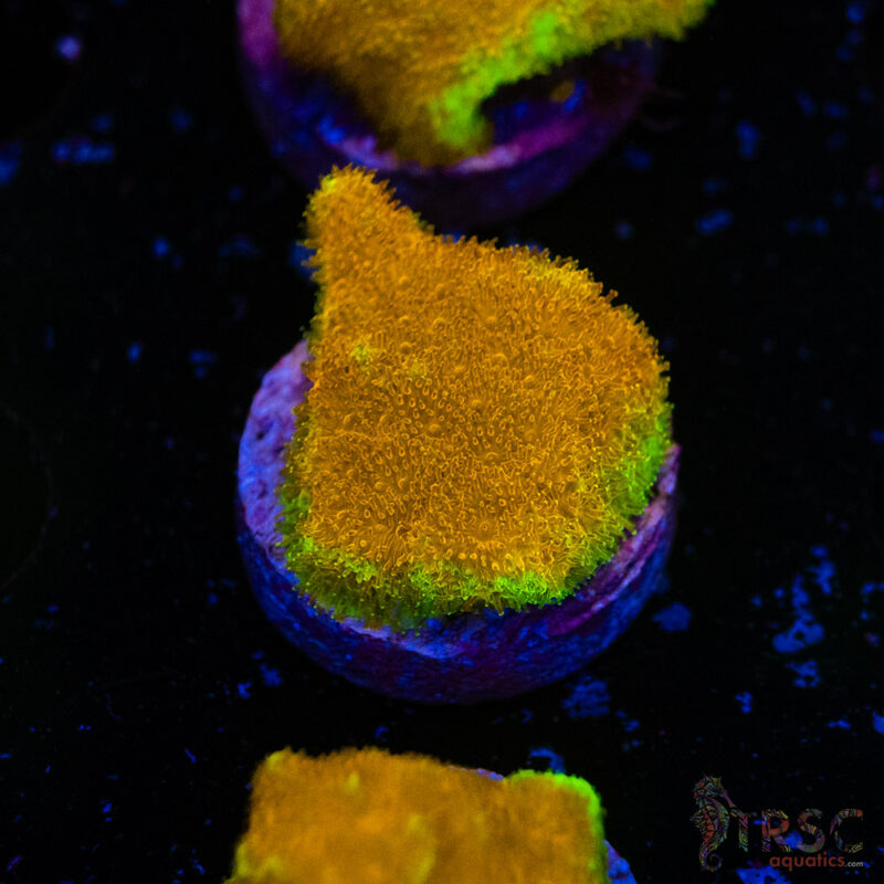 TRSC Aquatics