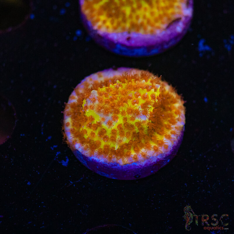 TRSC Aquatics