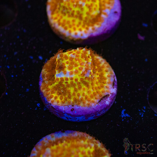 Burning Banana Stylo E07