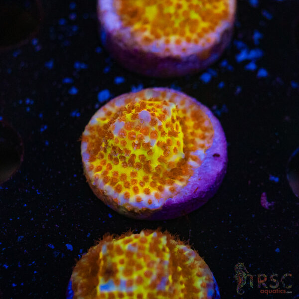 Burning Banana Stylo E08