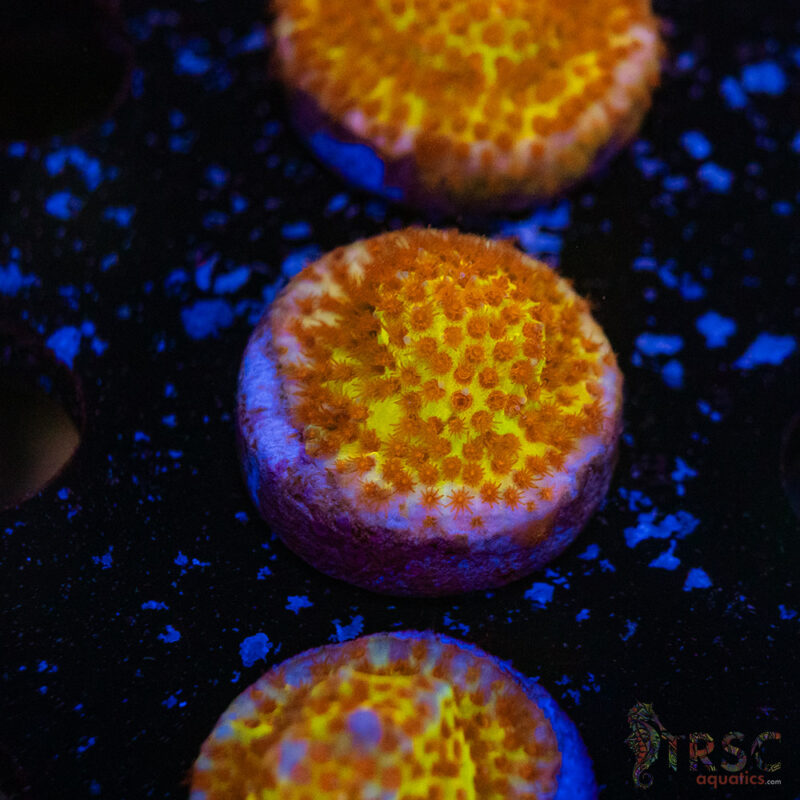 TRSC Aquatics