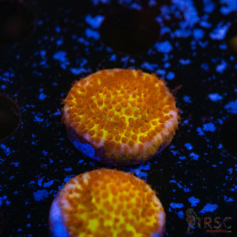 TRSC Aquatics