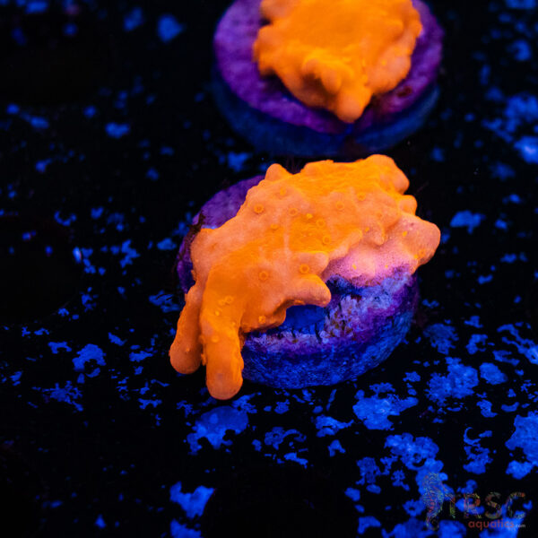 Red Montipora Setosa E11