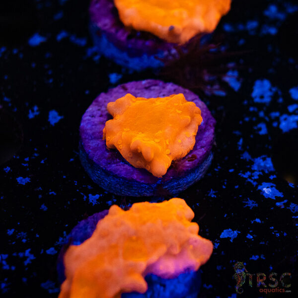 Red Montipora Setosa E12
