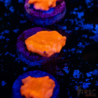 Red Montipora Setosa E13