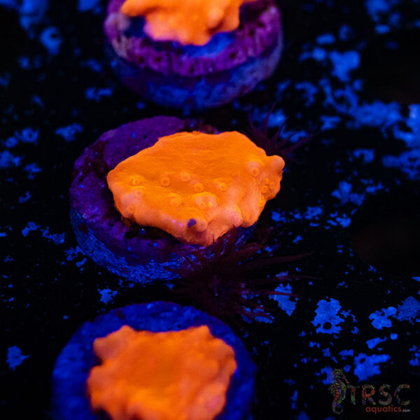 Red Montipora Setosa E13