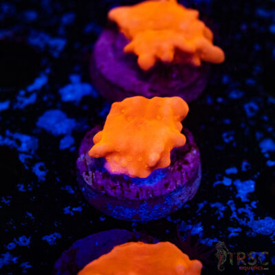 Red Montipora Setosa E14