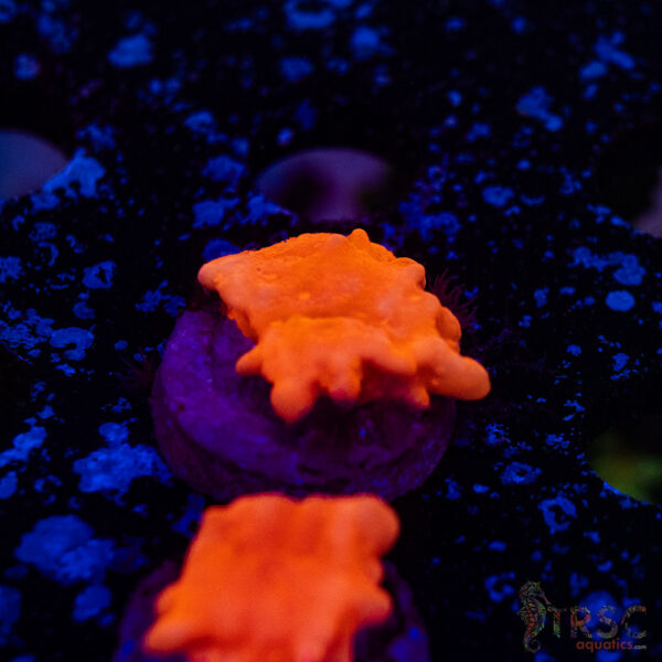 Red Montipora Setosa E15