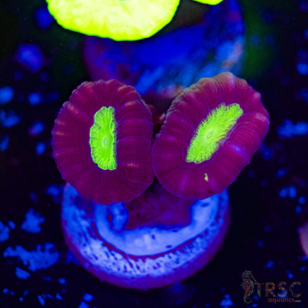 Purple Trumpet Coral F01