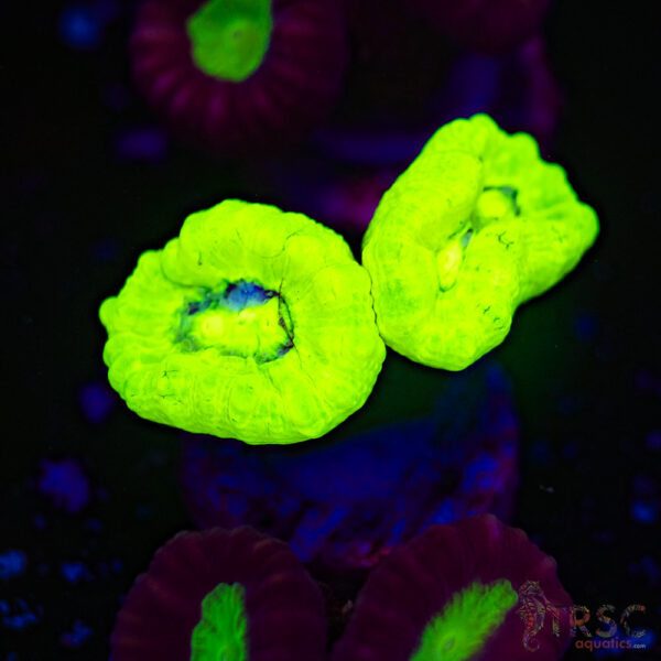 Kryptonite Trumpet Coral F02