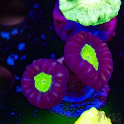 Purple Trumpet Coral F03