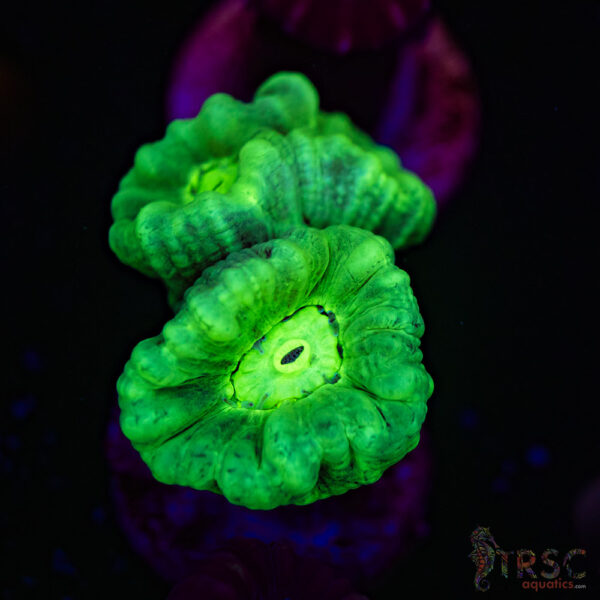 Kryptonite Trumpet Coral F04