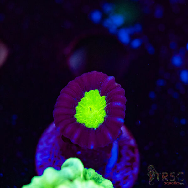Purple Trumpet Coral F05