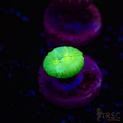 Kryptonite Trumpet Coral F06