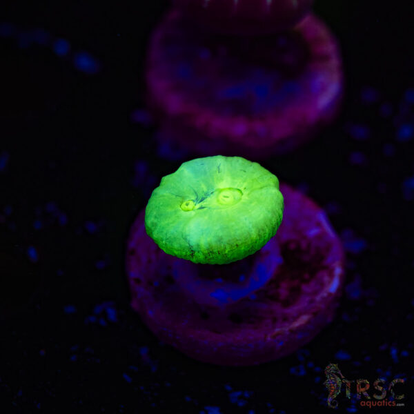 Kryptonite Trumpet Coral F06