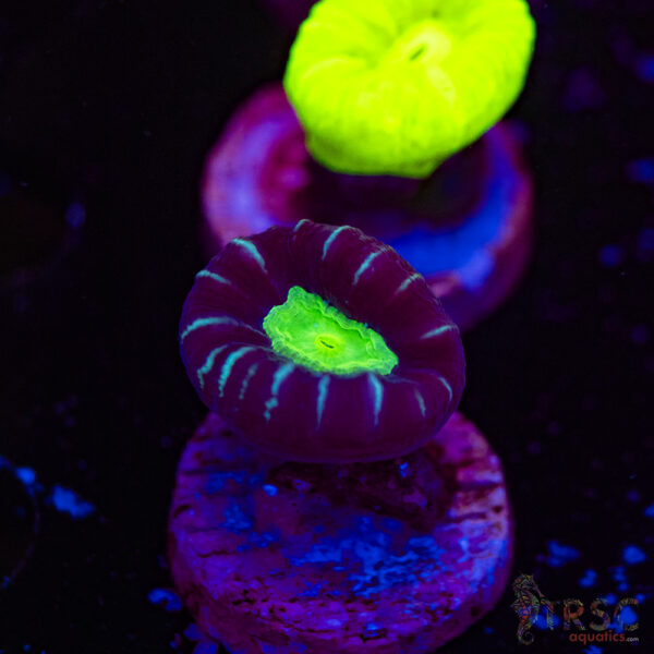 Purple Trumpet Coral F07