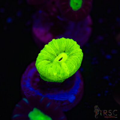 Kryptonite Trumpet Coral F08