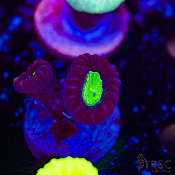 Purple Trumpet Coral F09