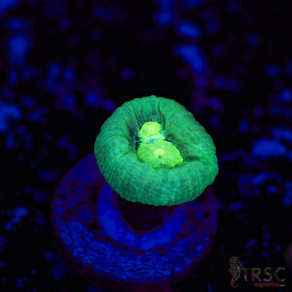 Teal Trumpet Coral F10
