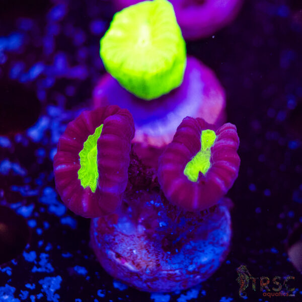 Purple Trumpet Coral F11